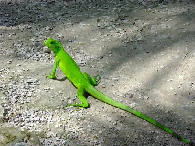 Flora y fauna de la Cordillera Oriental: Un tesoro natural en Colombia - Cuál es el punto más alto de la cordillera oriental flora y fauna de la cordillera oriental - Cuál es el punto más alto de la cordillera oriental