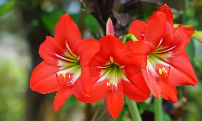 flor amarilis - Cuál es el significado de la flor amarilis