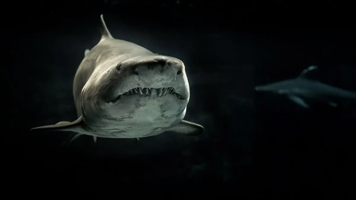 el gran tiburon en flores - Cuál es el tiburón más grande y peligroso del mundo