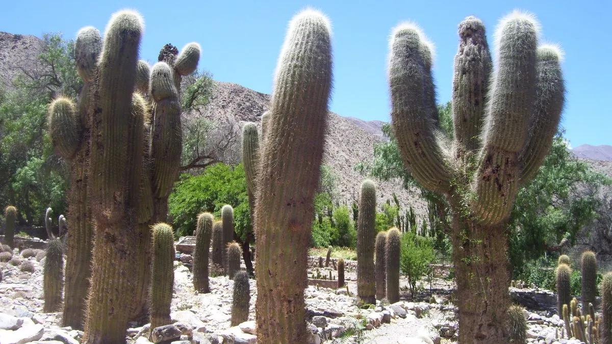 Flora y fauna de Tilcara - Cuál es la cultura de Tilcara flora y fauna de tilcara - Cuál es la cultura de Tilcara