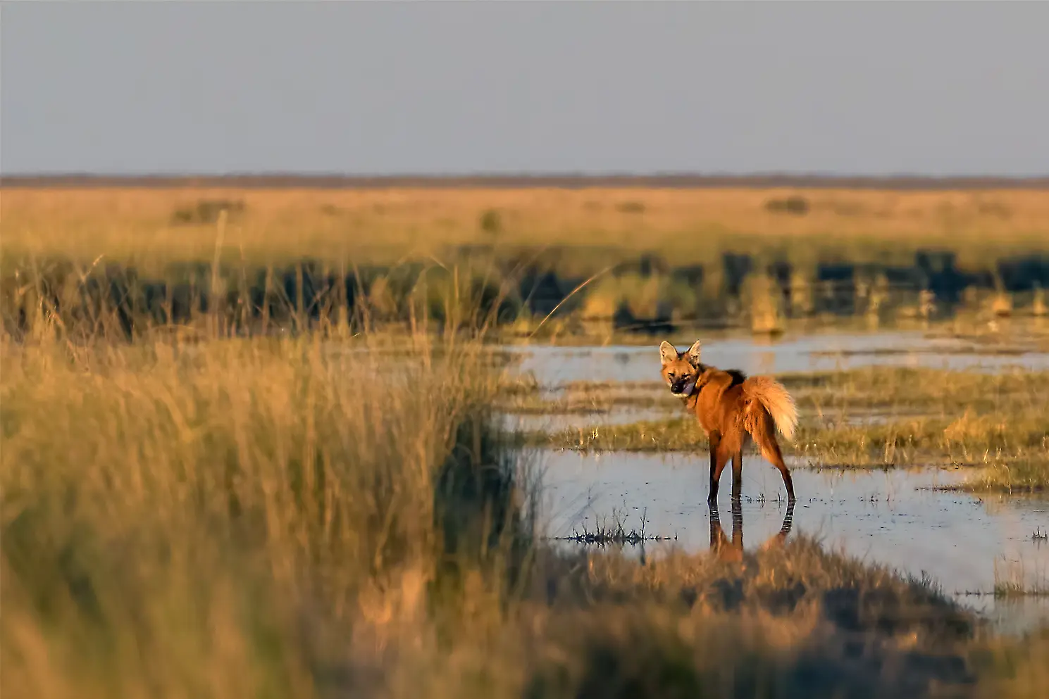 flora y fauna de mar chiquita - Cuál es la fauna de la laguna Mar Chiquita