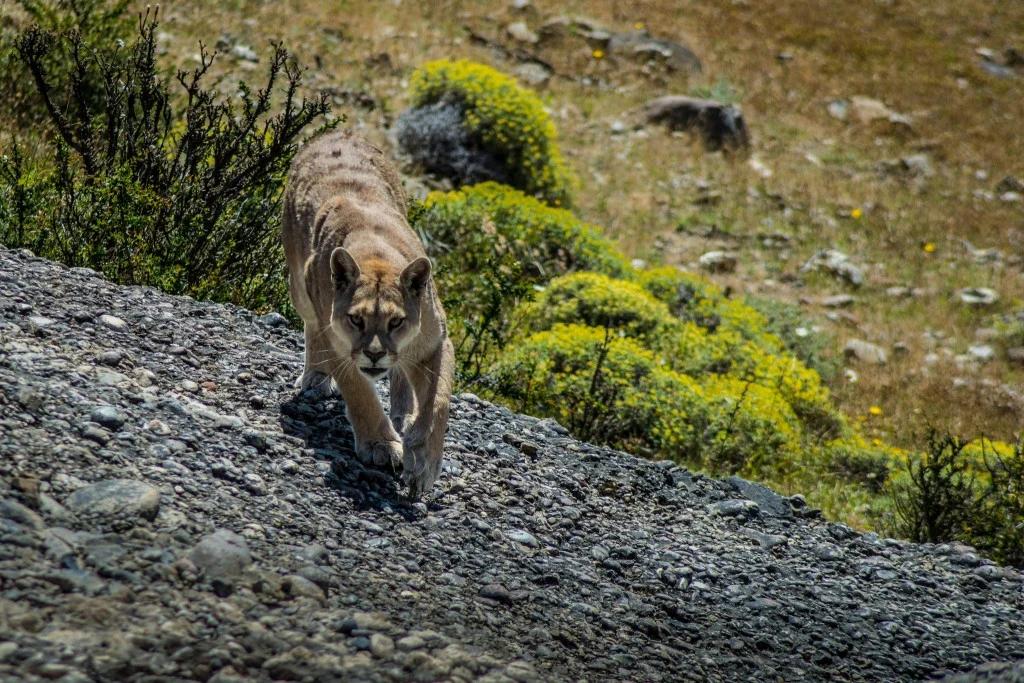 Flora y fauna de la Patagonia - Cuál es la fauna de la patagonia flora y fauna de la patagonia - Cuál es la fauna de la patagonia