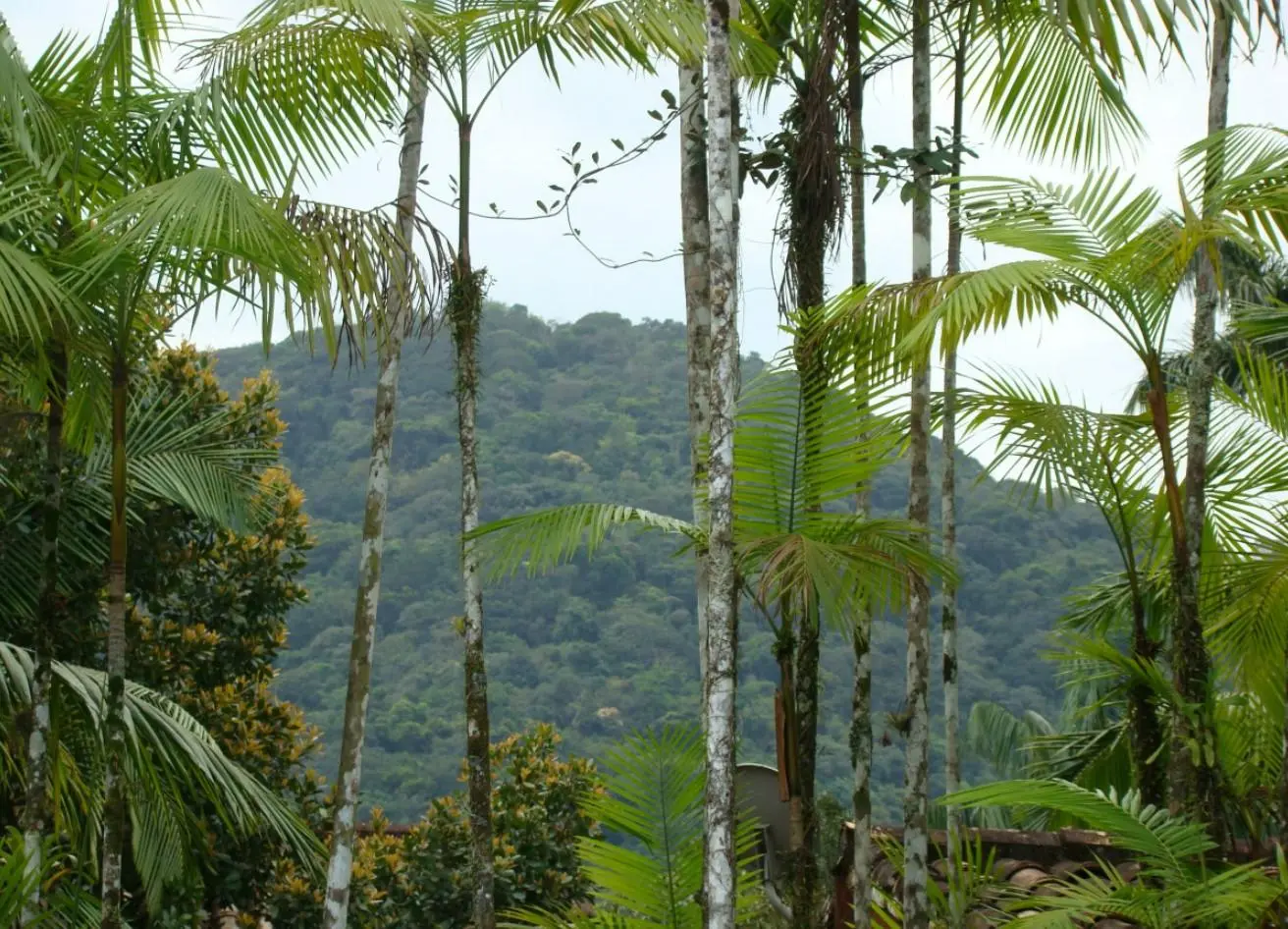 Flora del Bosque Tropical: Un Tesoro de Biodiversidad - Cuál es la fauna de los bosques tropicales flora de bosque tropical - Cuál es la fauna de los bosques tropicales