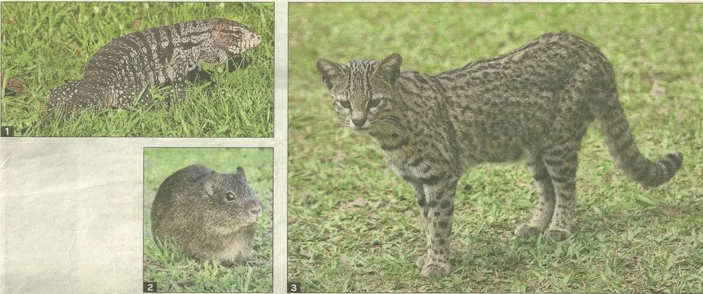 Flora y fauna del litoral argentino - Cuál es la fauna del litoral argentino flora y fauna del litoral argentino - Cuál es la fauna del litoral argentino
