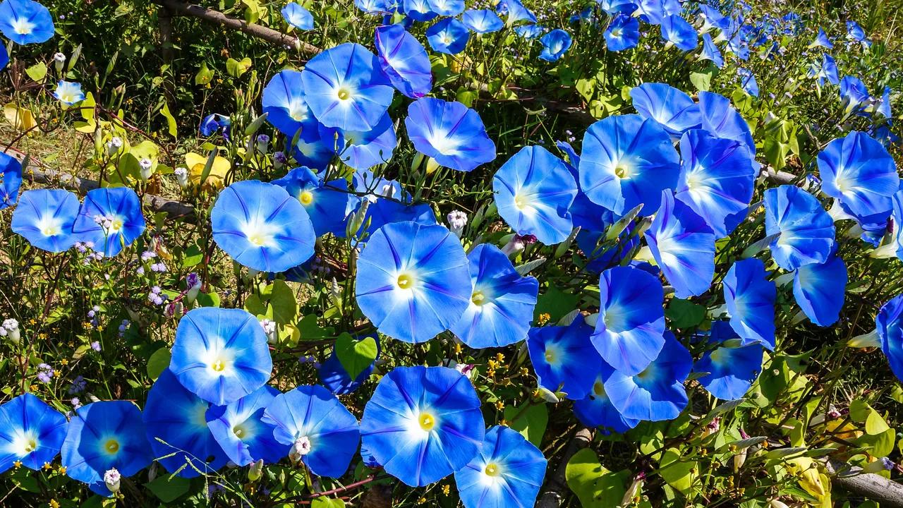 Flores Azules: La belleza de los tonos azules en la naturaleza - Cuál es la flor azul más linda del mundo flores azules - Cuál es la flor azul más linda del mundo