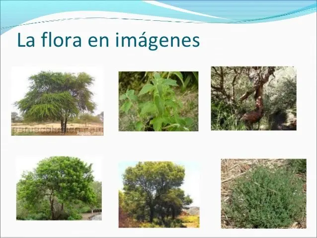 flora autóctona de córdoba - Cuál es la flor de Córdoba