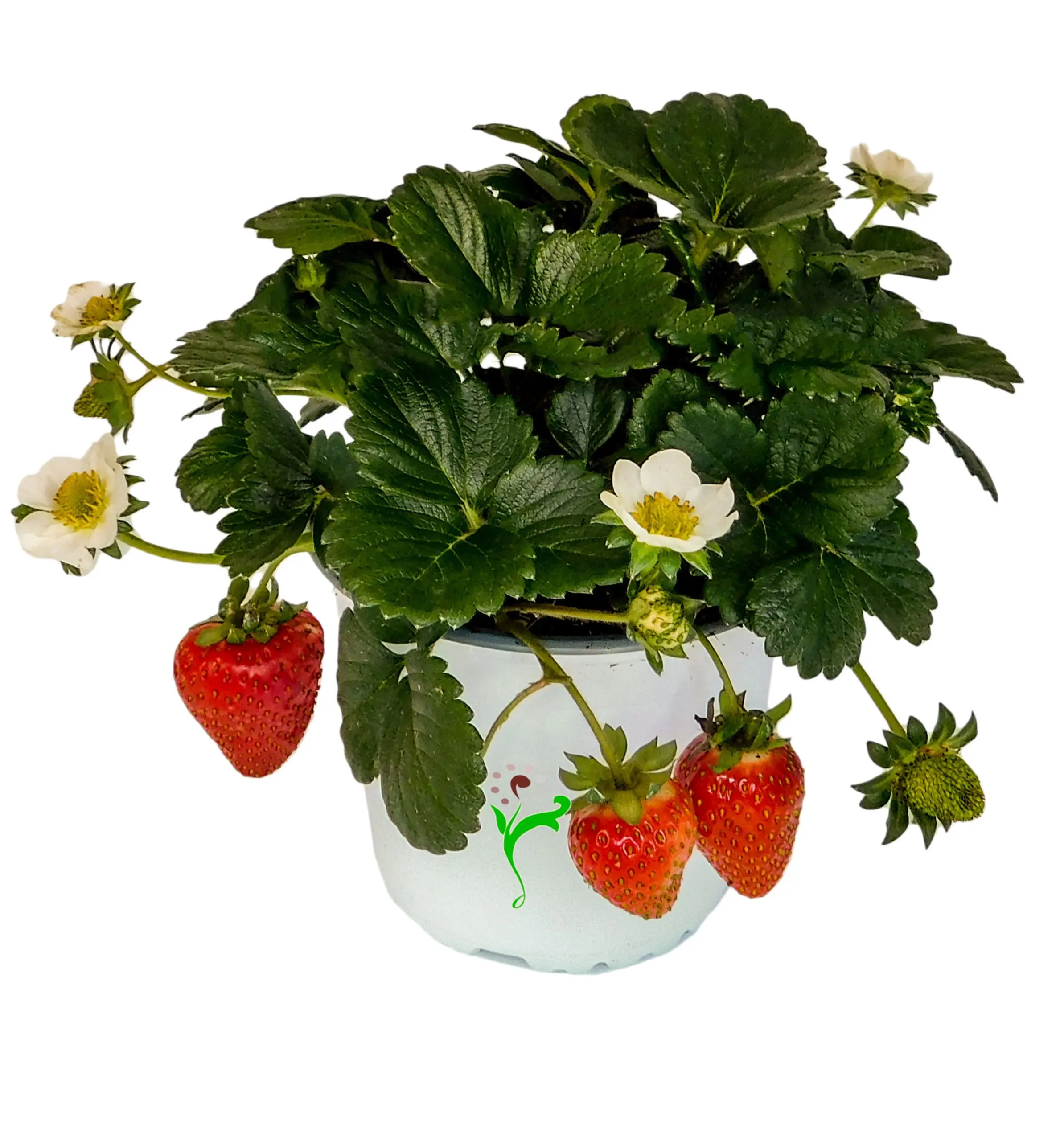 Flor de frutilla: una belleza en el jardín - Cuál es la flor de la fresa flor de frutilla - Cuál es la flor de la fresa