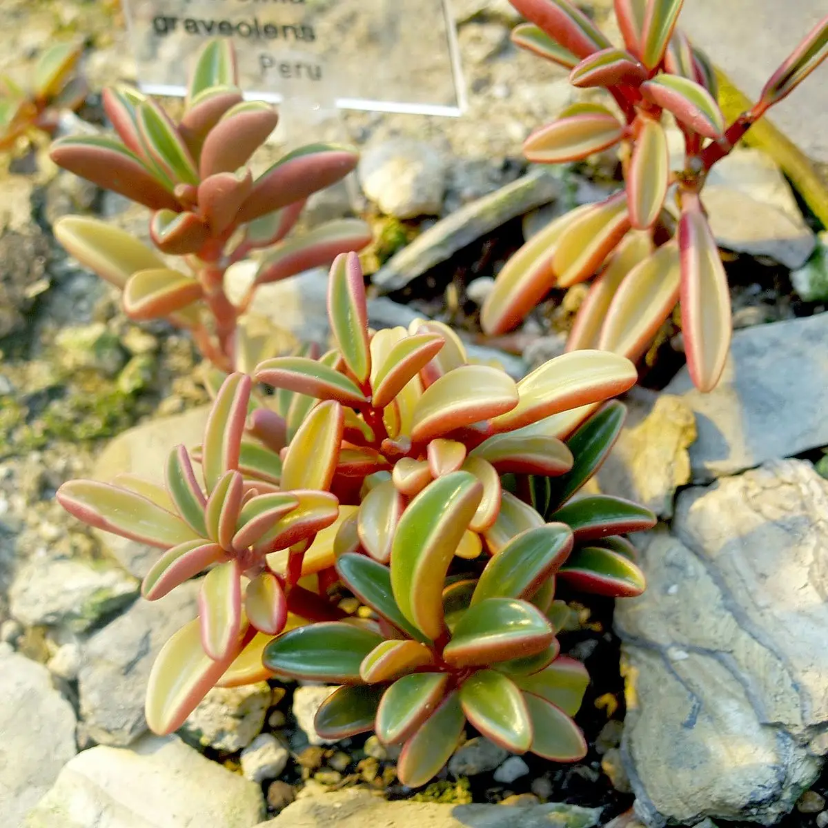 peperomia planta flor - Cuál es la flor de la peperomia
