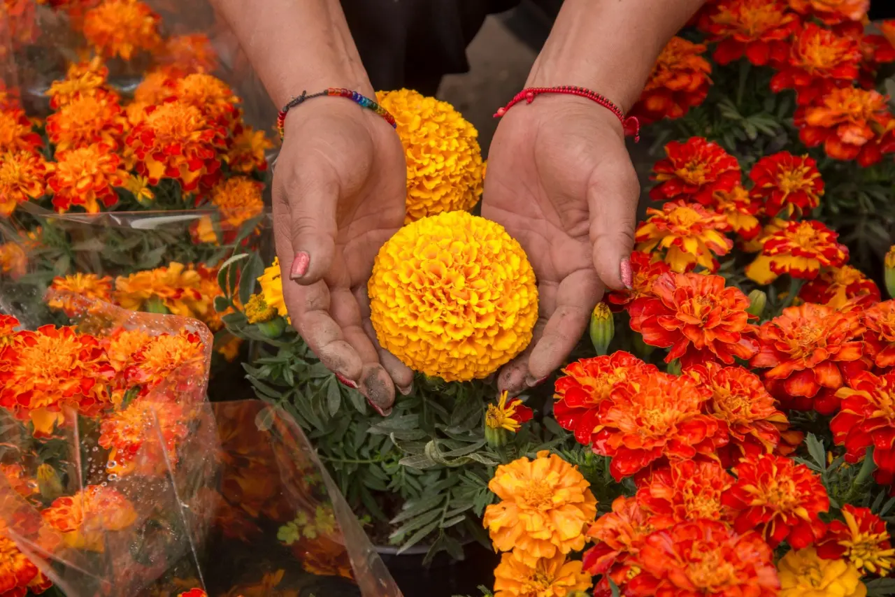 La Flor de los Muertos en España: Una Tradición Llena de Color y Significado - Cuál es la flor de los muertos en España flor de los muertos - Cuál es la flor de los muertos en España