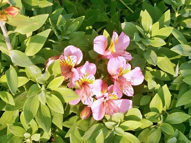 Flores de septiembre: Significado y belleza - Cuál es la flor de los nacidos en septiembre flores de septiembre - Cuál es la flor de los nacidos en septiembre