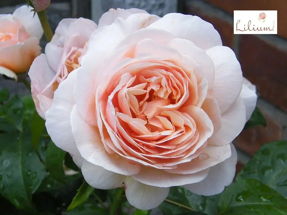 La Flor Julieta: El símbolo del amor eterno - Cuál es la flor de Romeo y Julieta flor julieta - Cuál es la flor de Romeo y Julieta