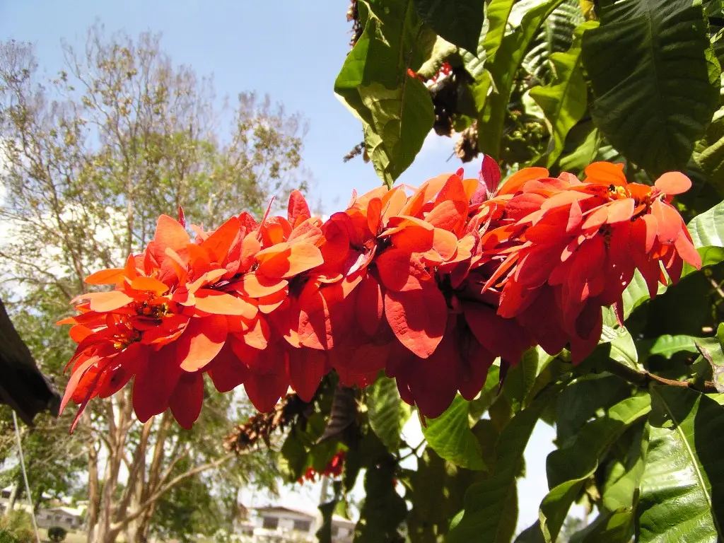 La flor de Trinidad y Tobago: Chaconia o Poinsettia Salvaje - Cuál es la flor de Trinidad y Tobago flor de trinidad - Cuál es la flor de Trinidad y Tobago
