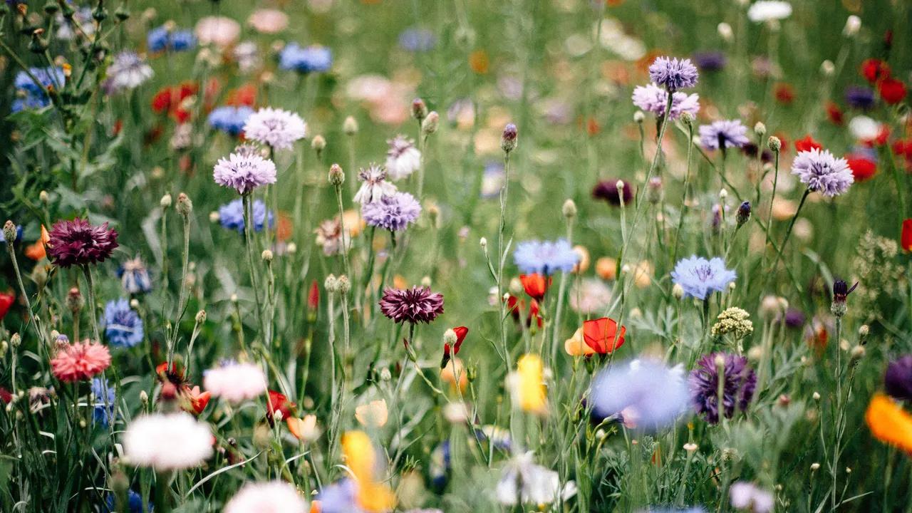 Flores caras: las más exclusivas y su alto precio - Cuál es la flor más cara del mundo cuánto cuesta flores caras - Cuál es la flor más cara del mundo cuánto cuesta