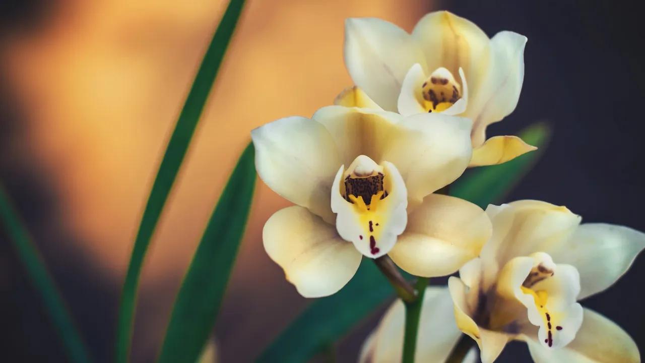 fotos de flores - Cuál es la flor más elegante