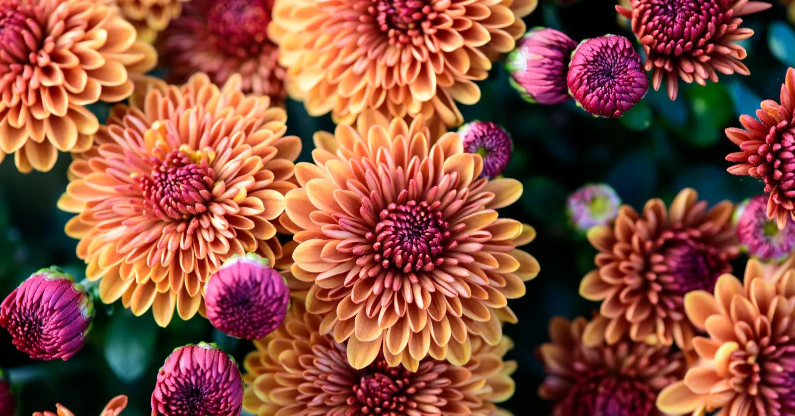 La Flor Nacional de México: La Bella Dalia - Cuál es la flor más famosa de México flor nacional de mexico - Cuál es la flor más famosa de México