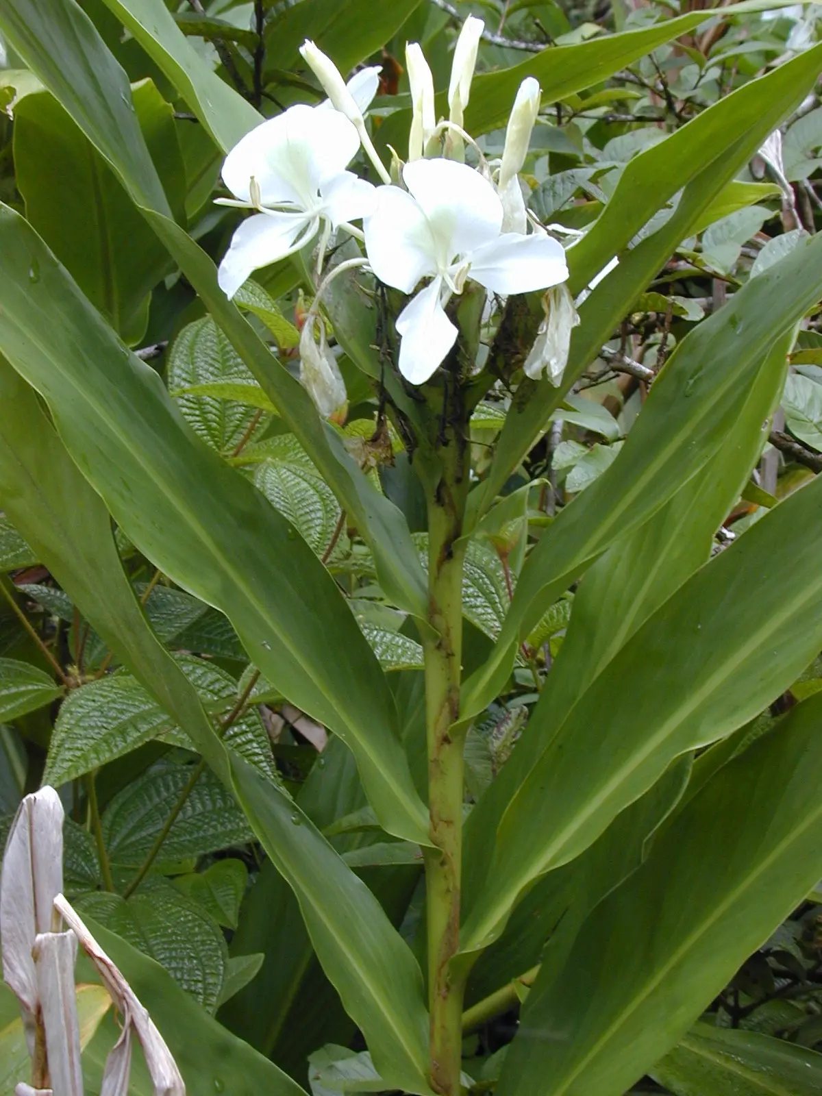flor de mariposa - Cuál es la flor nacional de Cuba