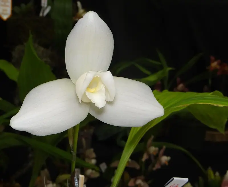 la flor nacional de guatemala - Cuál es la flor nacional de Guatemala