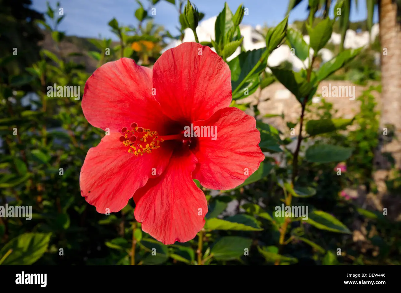 flor nacional de haiti - Cuál es la flor nacional de Haití