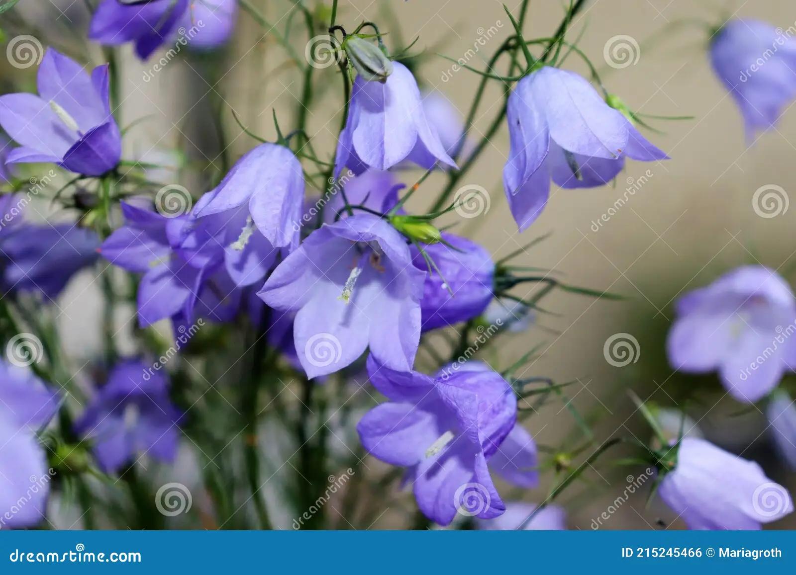 flor nacional de suecia - Cuál es la flor nacional de Noruega