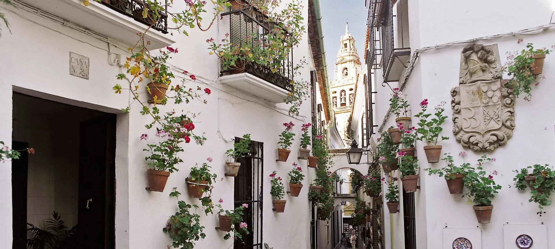 calleja de las flores cordoba - Cuál es la flor tipica de Córdoba