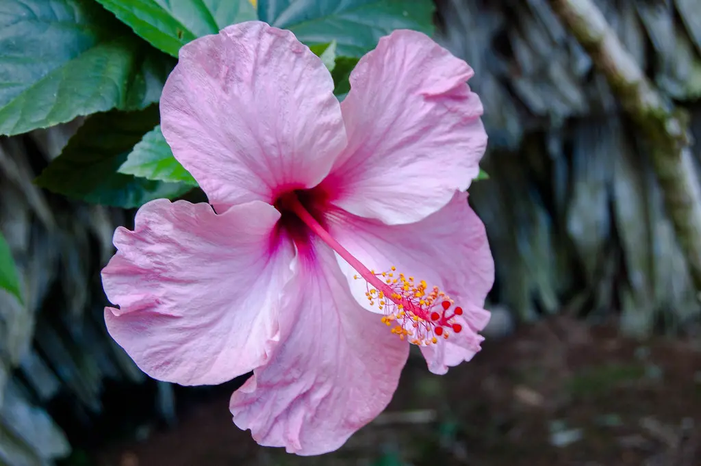 Flora de Iquitos - Cuál es la flora de Iquitos flora de iquitos - Cuál es la flora de Iquitos