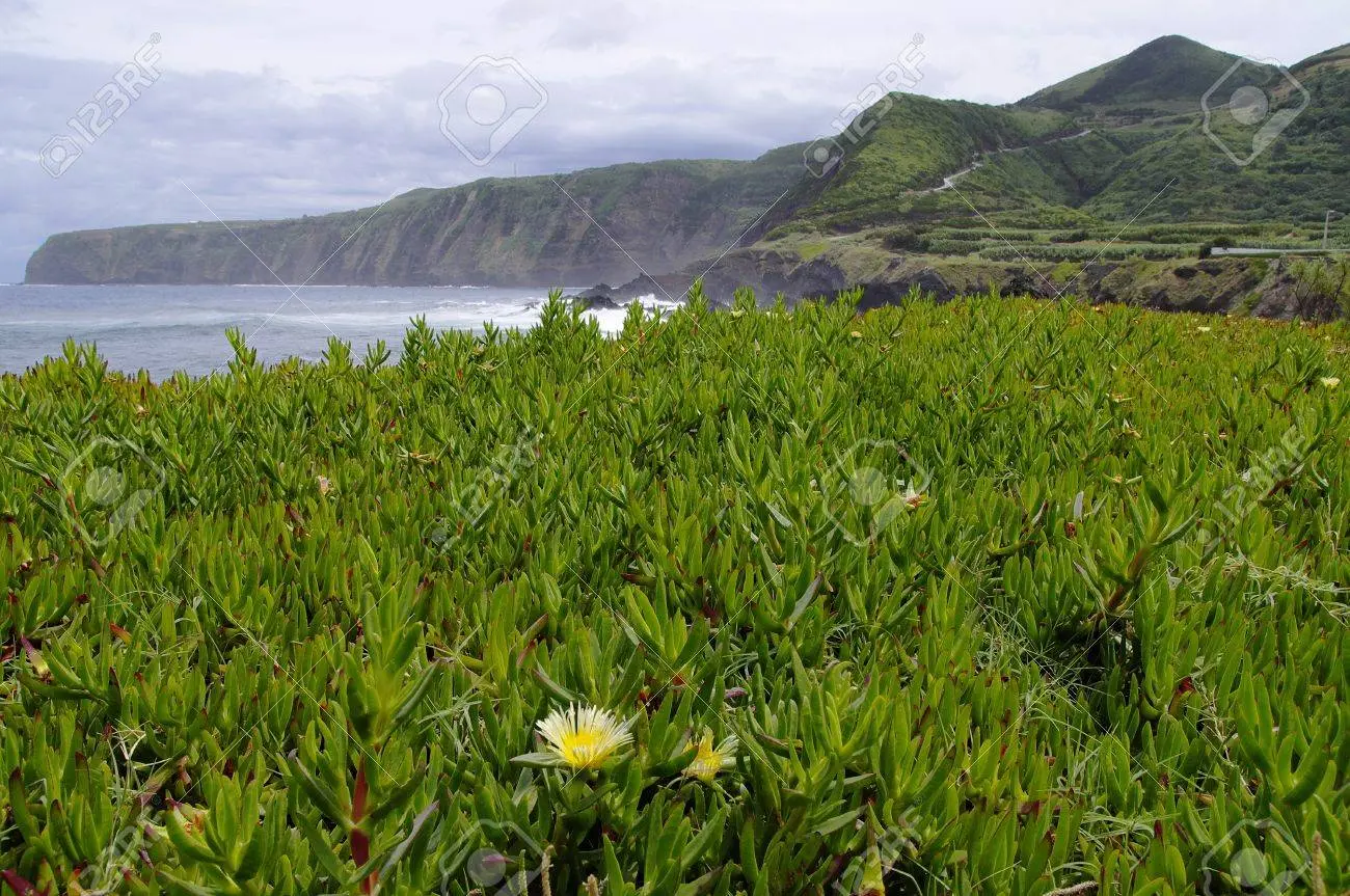 flora de la costa atlantica argentina - Cuál es la flora de Mar del Plata