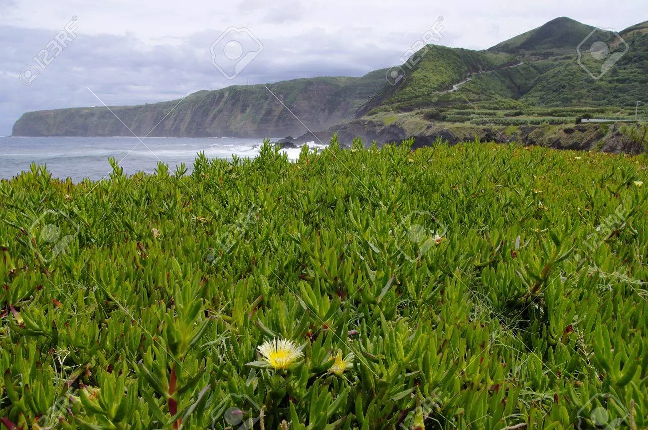 Flora de la Costa Atlántica Argentina - Cuál es la flora de Mar del Plata flora de la costa atlantica argentina - Cuál es la flora de Mar del Plata