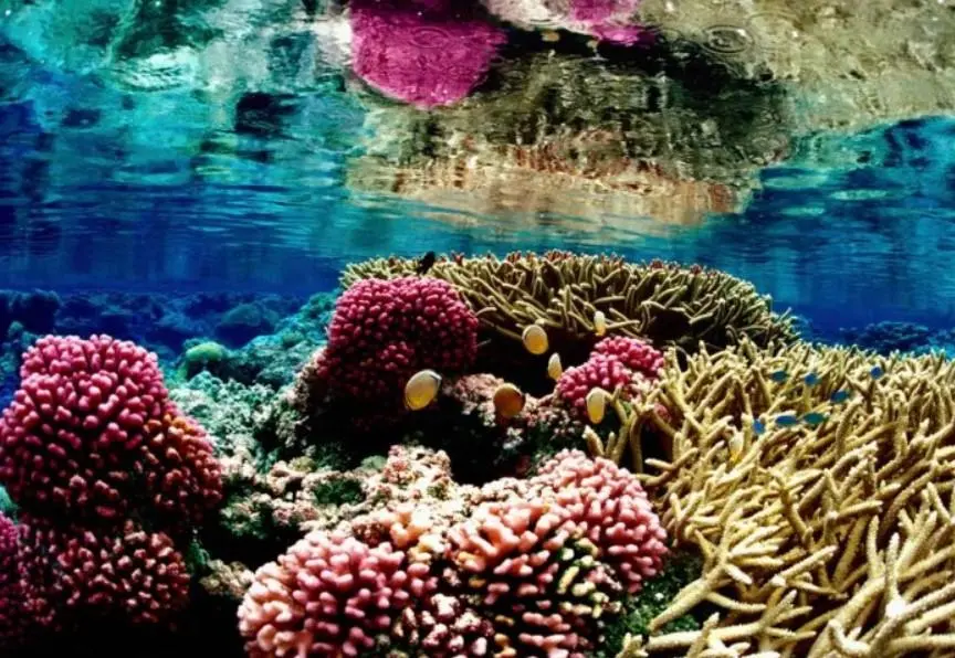 flora agua dulce - Cuál es la flora del ecosistema marino