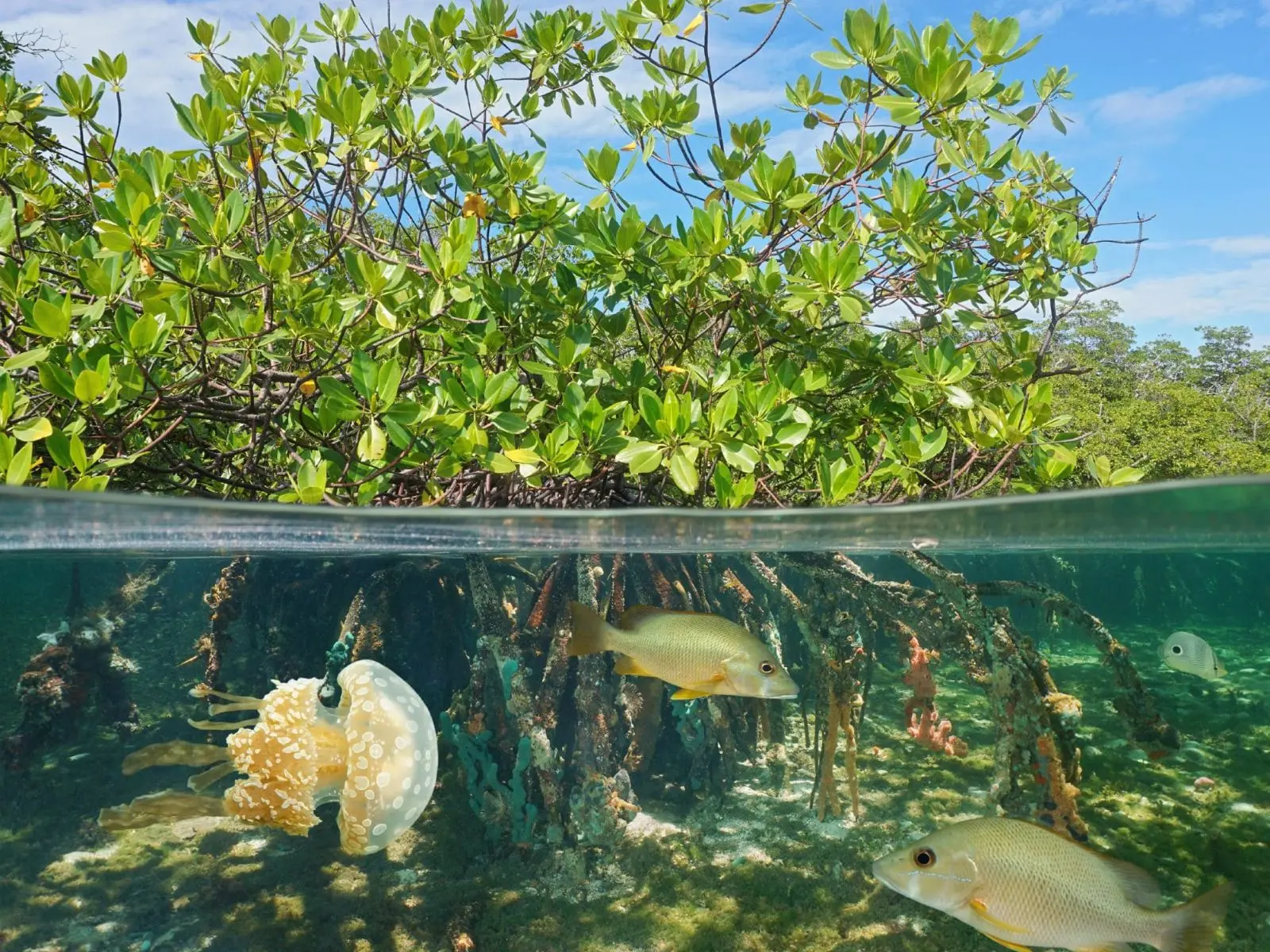 flora y fauna de manglares en mexico - Cuál es la flora del manglar de México