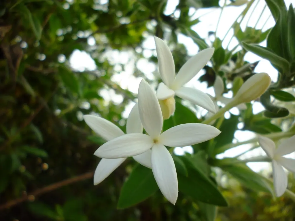 Flora de San Juan: Un tesoro natural en el centro oeste de Argentina - Cuál es la flora y fauna de San Juan flora de san juan - Cuál es la flora y fauna de San Juan