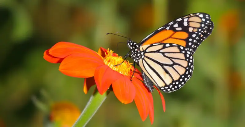 Qué hacen las mariposas en las flores - Cuál es la función de la mariposa que hacen las mariposas en las flores - Cuál es la función de la mariposa