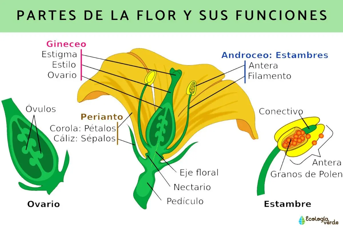 cual es la funcion de la flor - Cuál es la importancia de la flor en la planta