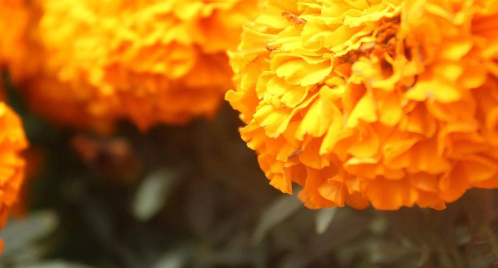 La Flor de Cempasúchil: Belleza y Significado en el Día de Muertos - Cuál es la leyenda de la flor cempasúchil flor de cempasúchil - Cuál es la leyenda de la flor cempasúchil