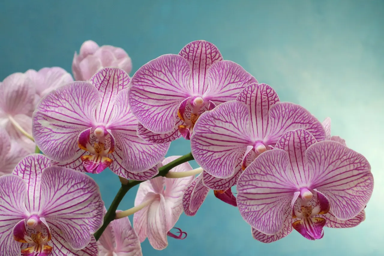 flor de colombia - Cuál es la mejor flor de Colombia