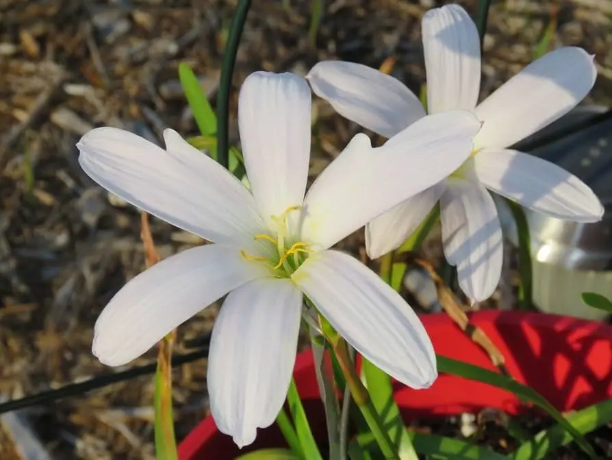 Flor de la lluvia: Belleza y significado - Cuál es la planta de la lluvia flor de la lluvia - Cuál es la planta de la lluvia