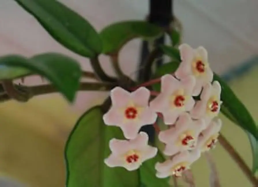 flor porcelana - Cuál es la planta llamada porcelana