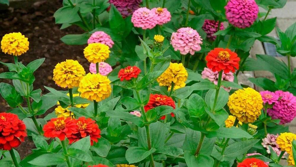 Plantas con flores fáciles de cultivar - Cuál es la planta más fácil de cultivar plantas con flores faciles de cultivar - Cuál es la planta más fácil de cultivar