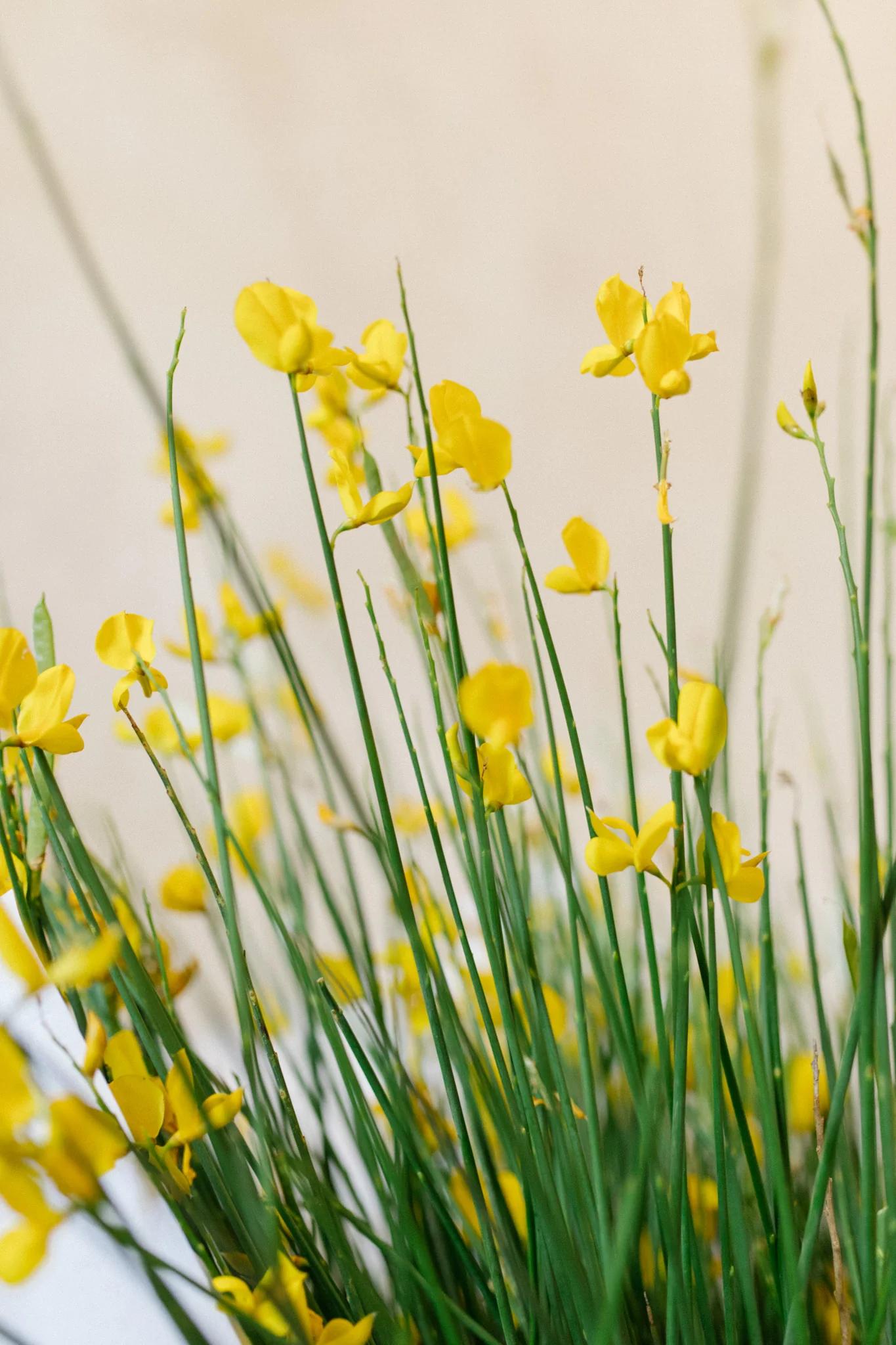 amarillo flor de retama - Cuál es la planta retama amarilla