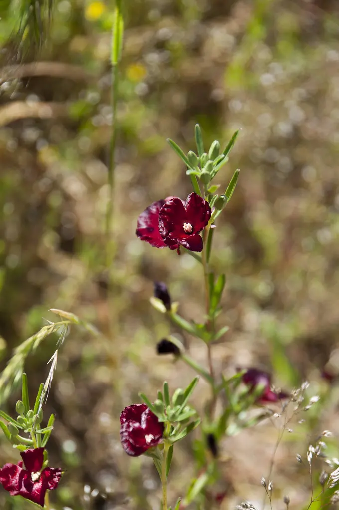 flor sangre de toro - Cuál es la planta sangre de toro