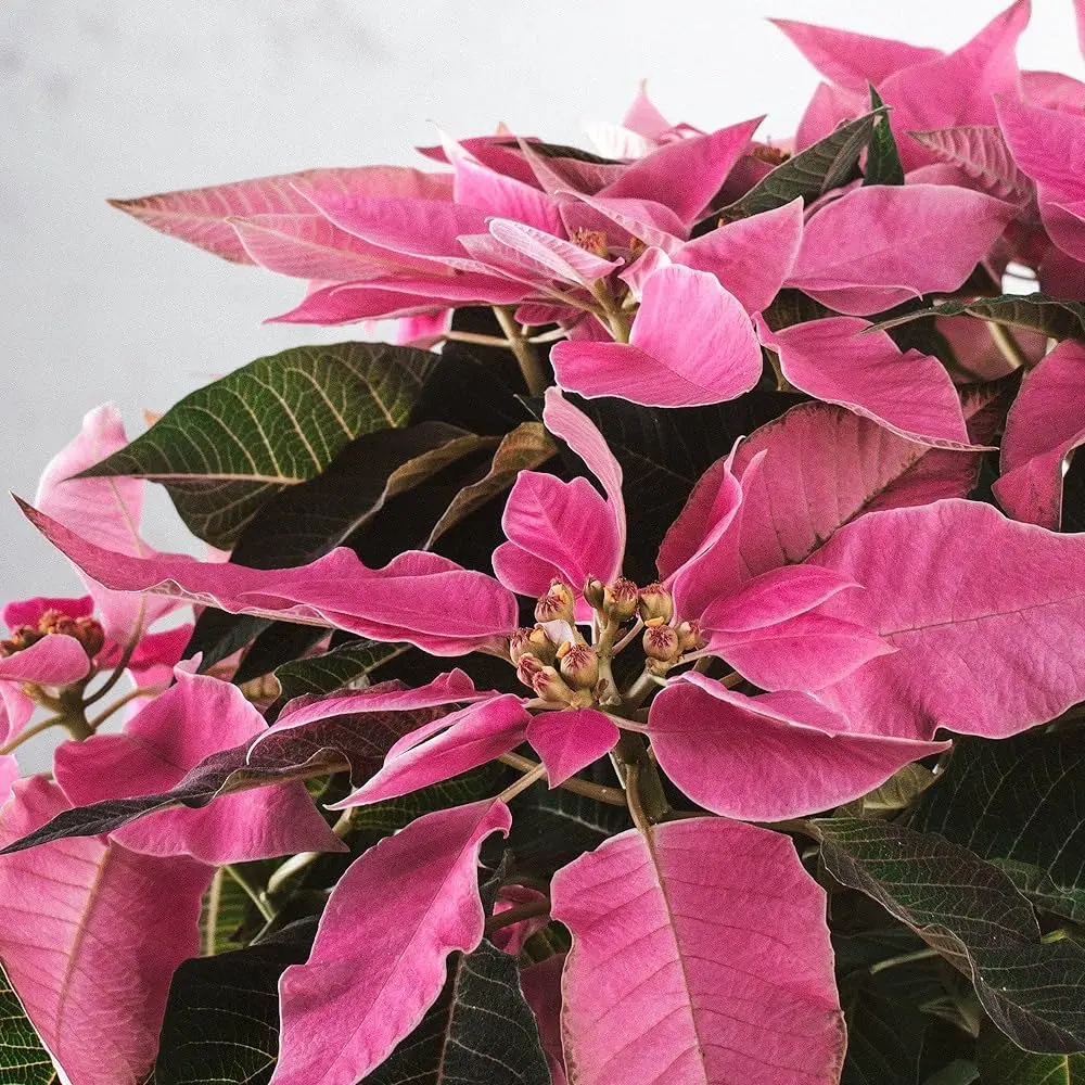 Flor de Pascua Rosa: La Belleza en Tonos Rosados - Cuál es la rosa de Pascua flor de pascua rosa - Cuál es la rosa de Pascua