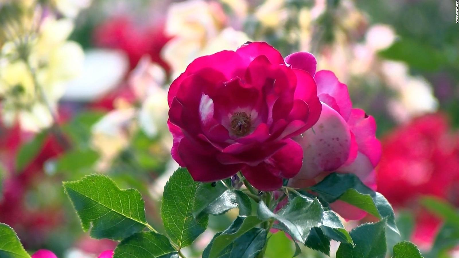 fotos de flores - Cuál es la rosa más bella del mundo
