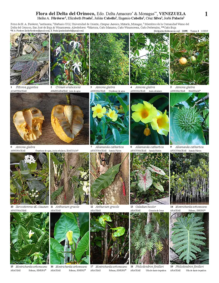 Flora del Estado Zulia: Un paraíso de biodiversidad - Cuál es la vegetación del Estado Zulia flora del estado zulia - Cuál es la vegetación del Estado Zulia