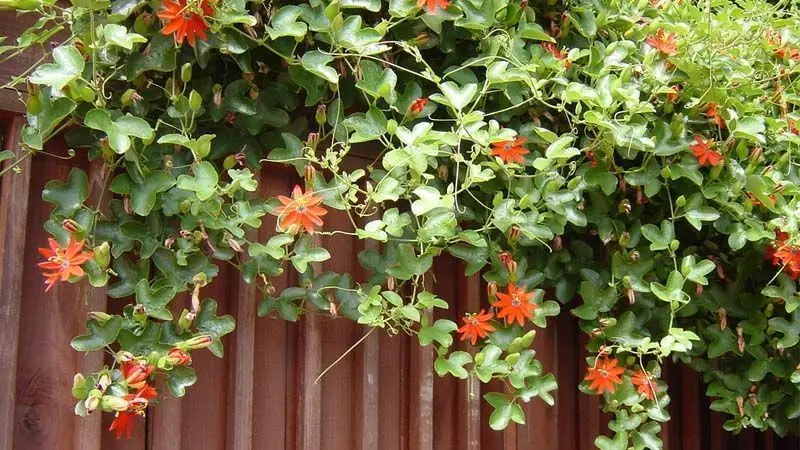 Tipos de enredaderas con flores - Cuáles son las enredaderas que crecen más rápido tipos de enredaderas con flores - Cuáles son las enredaderas que crecen más rápido