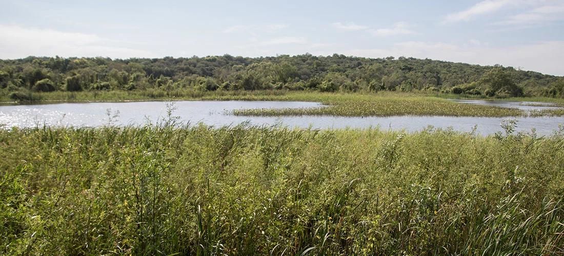 Flora y fauna del río Paraná - Cuáles son las especies de flora y fauna que podemos encontrar en Santa Fe flora y fauna del río paraná - Cuáles son las especies de flora y fauna que podemos encontrar en Santa Fe