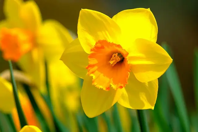 flores de primavera - Cuáles son las flores de esta temporada