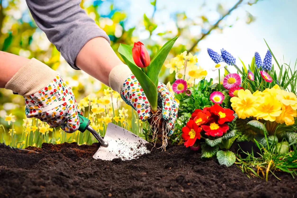 Flores que se siembran en otoño - Cuáles son las flores de otoño invierno flores que se siembran en otoño - Cuáles son las flores de otoño invierno
