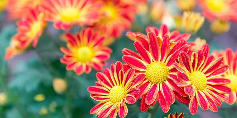 flor con a - Cuáles son las flores más comunes