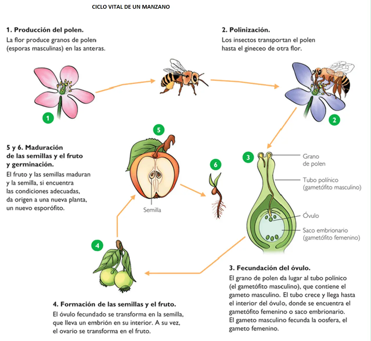 Reproducción de las plantas con flores - Cuáles son las formas de reproducción de las plantas reproduccion de las plantas con flores - Cuáles son las formas de reproducción de las plantas