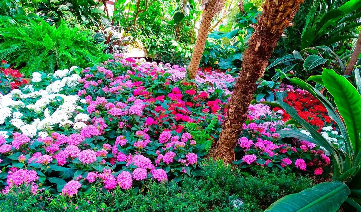 Flores anuales y perennes - Cuáles son las plantas anuales y perennes flores anuales y perennes - Cuáles son las plantas anuales y perennes