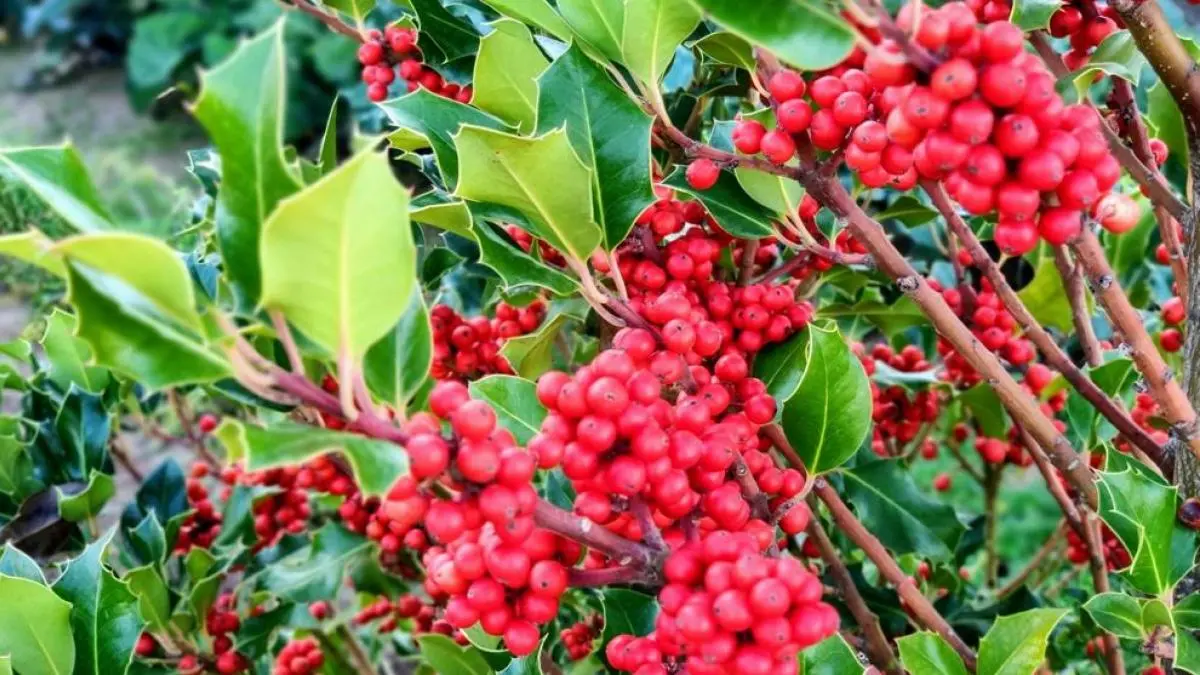 Ramos de flores para Navidad: la opción perfecta para transmitir tus mejores deseos - Cuáles son las plantas de Navidad ramos de flores para navidad - Cuáles son las plantas de Navidad